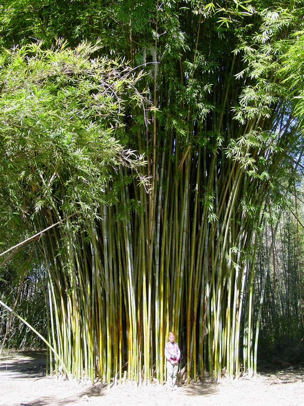 Large Green 'Kanapaha' 'Royal' Bamboo Non-Invasive ROOT DIVISION B. textilis 