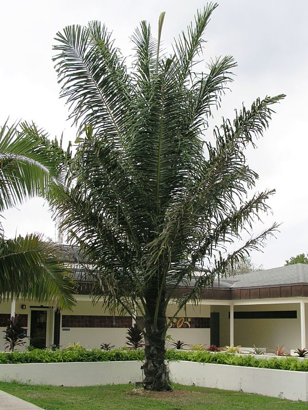 XL Black-fiber Sugar Palm Tree (arenga pinnatax)