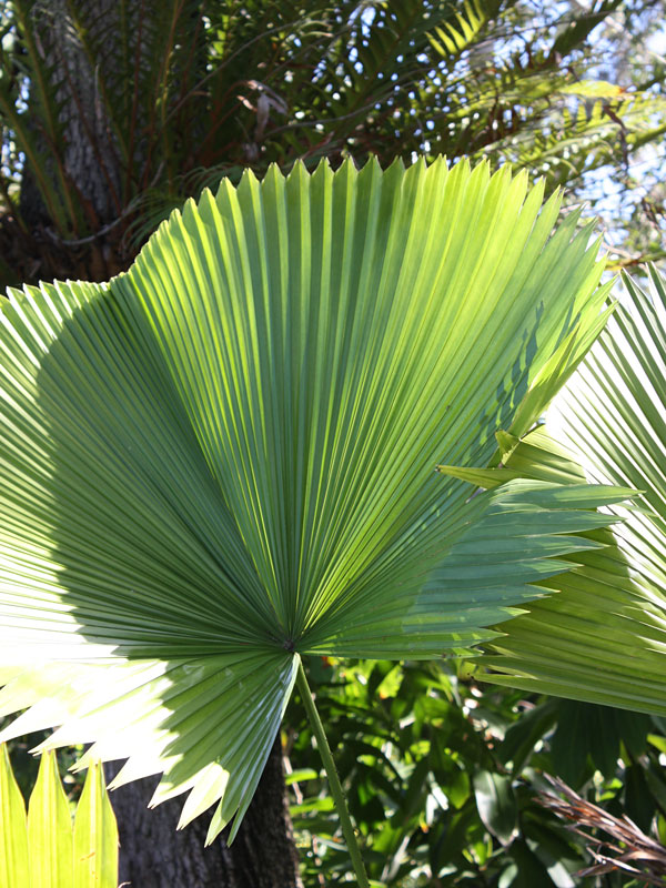 Fan Palm (licuala grandis) – Fast Growing Palms