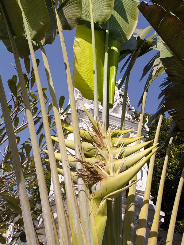 Ravenala Madagascariensis (Travellers Palm) - Uber Nursery