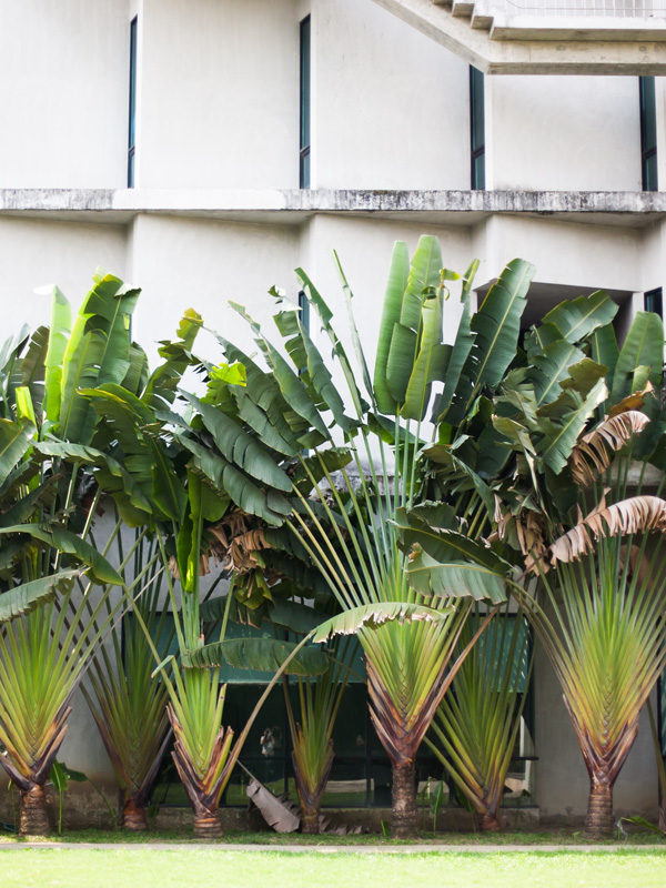 Ravenala Madagascariensis (Travellers Palm) - Uber Nursery