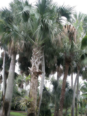 Giant Hawaiian Travelers Palm Tree (ravenala madagascariensisin 4″ Round) –  Kens Philodendrons